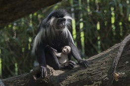 Bronx Zoo's Congo Gorilla Forest Welcomes Newborn